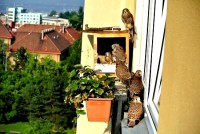 /album/a20-6-2013/pohled-z-dali-jpg/